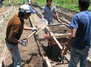 Los abonos orgánicos, alternativa en la gestión de la fertilidad de los suelos - Image 25