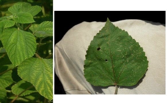 Implementación de sistemas silvopastoril de bajo costo en la Guajira Colombiana Bosque muy seco tropical, con Trupillo (Prosopis juliflora), Caranganito (Senna atomaria), Arvenses asociados a Buffel (Cenchrus ciliaris). Guinea (Panicum máximum cv Tanzania) y Leucaena leucocephala cv Cunningh - Image 2