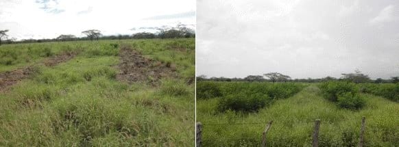 Implementación de sistemas silvopastoril de bajo costo en la Guajira Colombiana Bosque muy seco tropical, con Trupillo (Prosopis juliflora), Caranganito (Senna atomaria), Arvenses asociados a Buffel (Cenchrus ciliaris). Guinea (Panicum máximum cv Tanzania) y Leucaena leucocephala cv Cunningh - Image 6