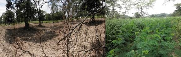 Implementación de sistemas silvopastoril de bajo costo en la Guajira Colombiana Bosque muy seco tropical, con Trupillo (Prosopis juliflora), Caranganito (Senna atomaria), Arvenses asociados a Buffel (Cenchrus ciliaris). Guinea (Panicum máximum cv Tanzania) y Leucaena leucocephala cv Cunningh - Image 7