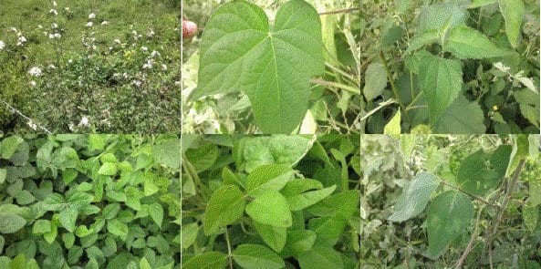 Implementación de sistemas silvopastoril de bajo costo en la Guajira Colombiana Bosque muy seco tropical, con Trupillo (Prosopis juliflora), Caranganito (Senna atomaria), Arvenses asociados a Buffel (Cenchrus ciliaris). Guinea (Panicum máximum cv Tanzania) y Leucaena leucocephala cv Cunningh - Image 1