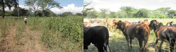 Implementación de sistemas silvopastoril de bajo costo en la Guajira Colombiana Bosque muy seco tropical, con Trupillo (Prosopis juliflora), Caranganito (Senna atomaria), Arvenses asociados a Buffel (Cenchrus ciliaris). Guinea (Panicum máximum cv Tanzania) y Leucaena leucocephala cv Cunningh - Image 5