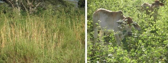 Implementación de sistemas silvopastoril de bajo costo en la Guajira Colombiana Bosque muy seco tropical, con Trupillo (Prosopis juliflora), Caranganito (Senna atomaria), Arvenses asociados a Buffel (Cenchrus ciliaris). Guinea (Panicum máximum cv Tanzania) y Leucaena leucocephala cv Cunningh - Image 4