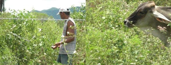 Implementación de sistemas silvopastoril de bajo costo en la Guajira Colombiana Bosque muy seco tropical, con Trupillo (Prosopis juliflora), Caranganito (Senna atomaria), Arvenses asociados a Buffel (Cenchrus ciliaris). Guinea (Panicum máximum cv Tanzania) y Leucaena leucocephala cv Cunningh - Image 3