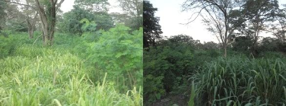 Implementación de sistemas silvopastoril de bajo costo en la Guajira Colombiana Bosque muy seco tropical, con Trupillo (Prosopis juliflora), Caranganito (Senna atomaria), Arvenses asociados a Buffel (Cenchrus ciliaris). Guinea (Panicum máximum cv Tanzania) y Leucaena leucocephala cv Cunningh - Image 8
