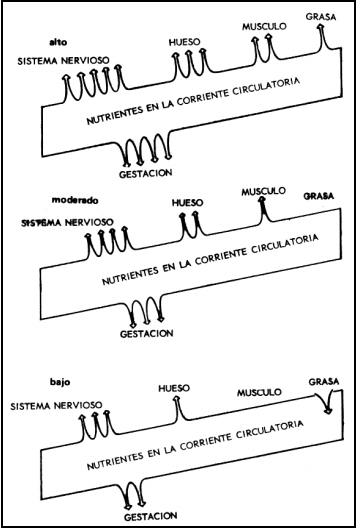 Crecimiento, desarrollo y precocidad - Image 7