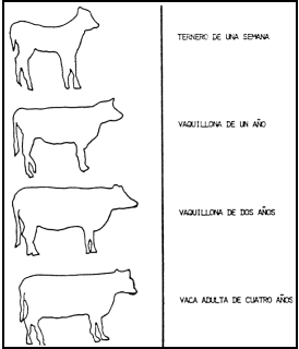 Crecimiento, desarrollo y precocidad - Image 9