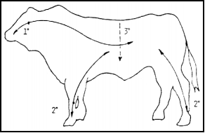 Crecimiento, desarrollo y precocidad - Image 10