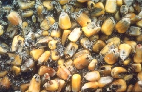 Micotoxinas en los granos y subproductos. La prevención a campo, en la cosecha y durante el almacenamiento son determinantes. - Image 1