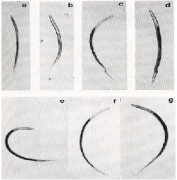 Epidemiología y control del parasitismo gastrointestinal en bovinos - Image 6