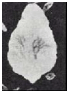 Epidemiología y control del parasitismo gastrointestinal en bovinos - Image 4
