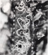 Epidemiología y control del parasitismo gastrointestinal en bovinos - Image 3