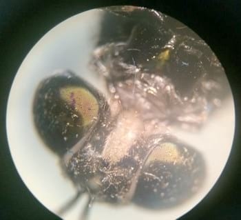 Harina de insectos, se cierra el ciclo de reciclaje orgánico - Image 5
