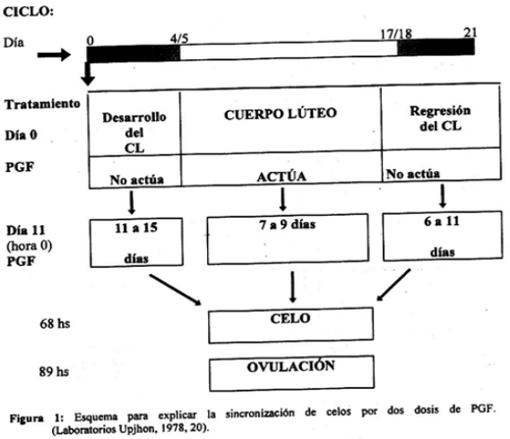 Esquemas de sincronización de celo - Image 4