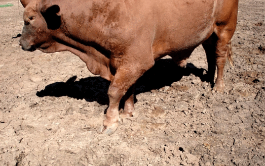 Cuidados a tener en cuenta con los toros - Image 3