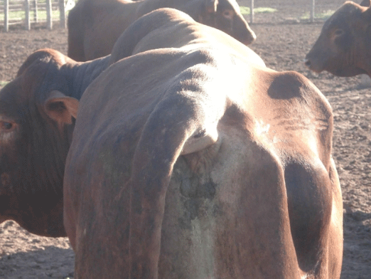 Cuidados a tener en cuenta con los toros - Image 6