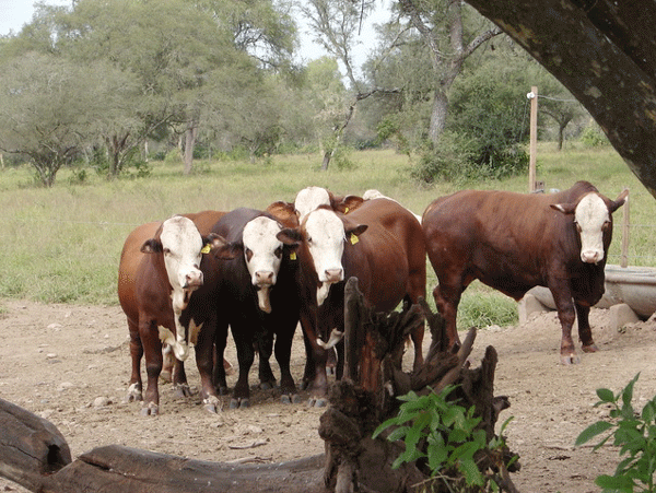 Cuidados a tener en cuenta con los toros - Image 1