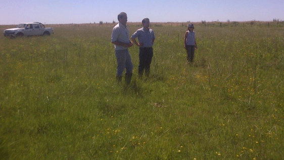 Control quimico de duraznillo blanco en Rauch - Image 3