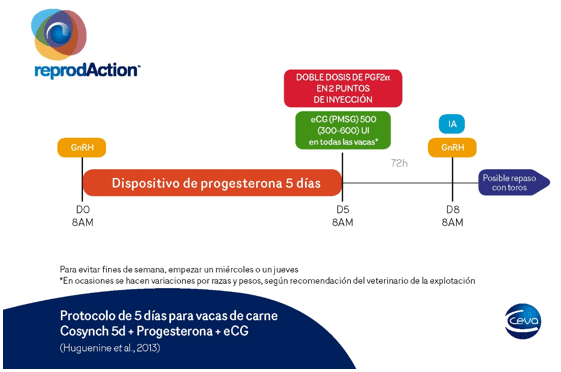 Programas de alta eficiencia reproductiva en vacas de carne - Image 1