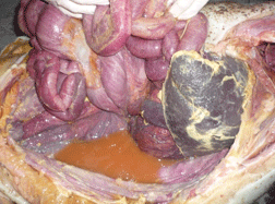 Enfermedad re-emergente infección por haemophilus parasuis - Image 27