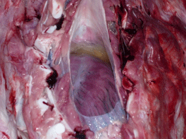 Enfermedad re-emergente infección por haemophilus parasuis - Image 6