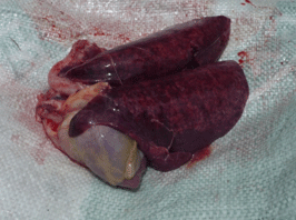 Enfermedad re-emergente infección por haemophilus parasuis - Image 7