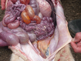Enfermedad re-emergente infección por haemophilus parasuis - Image 11