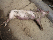 Enfermedad re-emergente infección por haemophilus parasuis - Image 13
