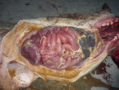 Enfermedad re-emergente infección por haemophilus parasuis - Image 25