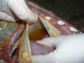 Enfermedad re-emergente infección por haemophilus parasuis - Image 20