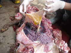 Enfermedad re-emergente infección por haemophilus parasuis - Image 23