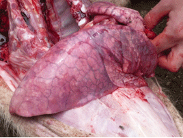 Enfermedad re-emergente infección por haemophilus parasuis - Image 3