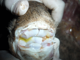 Enfermedad re-emergente infección por haemophilus parasuis - Image 29