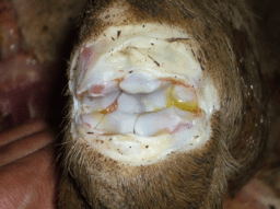 Enfermedad re-emergente infección por haemophilus parasuis - Image 28