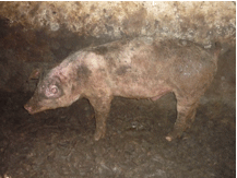 Enfermedad re-emergente infección por haemophilus parasuis - Image 15