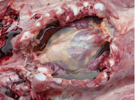 Enfermedad re-emergente infección por haemophilus parasuis - Image 2