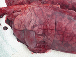 Enfermedad re-emergente infección por haemophilus parasuis - Image 4