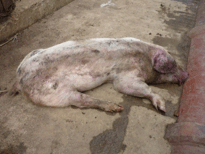 Enfermedad re-emergente infección por haemophilus parasuis - Image 14