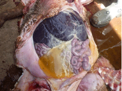 Enfermedad re-emergente infección por haemophilus parasuis - Image 22