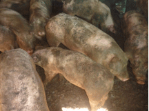 Enfermedad re-emergente infección por haemophilus parasuis - Image 16