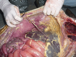 Enfermedad re-emergente infección por haemophilus parasuis - Image 26