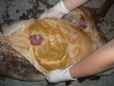 Enfermedad re-emergente infección por haemophilus parasuis - Image 24