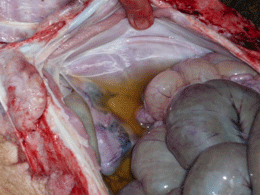 Enfermedad re-emergente infección por haemophilus parasuis - Image 12