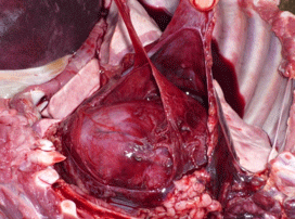Enfermedad re-emergente infección por haemophilus parasuis - Image 5