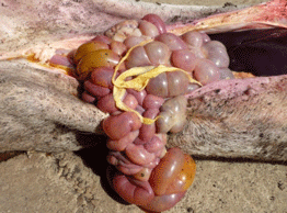 Enfermedad re-emergente infección por haemophilus parasuis - Image 18