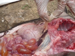 Enfermedad re-emergente infección por haemophilus parasuis - Image 10