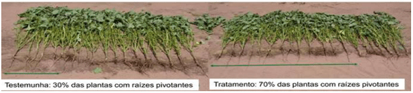 Síndrome de las raíces atrofiadas III. Toxidez de glifosato - Image 11