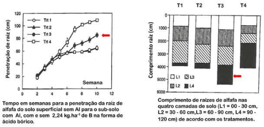 Síndrome de las raíces atrofiadas II. Deficiencia de boro - Image 9