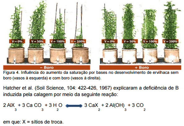 Síndrome de las raíces atrofiadas II. Deficiencia de boro - Image 7