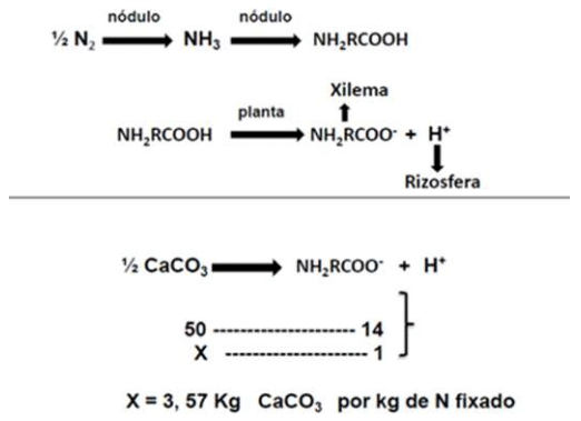 Síndrome de las raíces atrofiadas I. Toxicidad del aluminio - Image 6